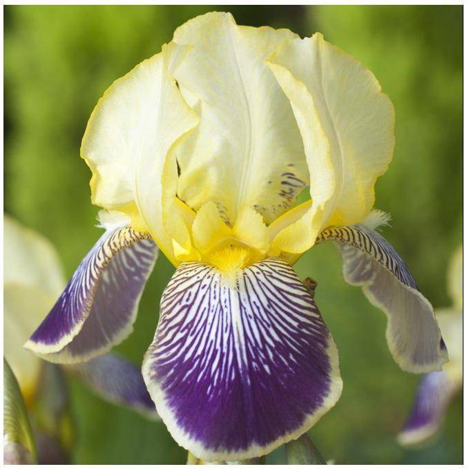 Iris germanica 'Stellata' - Iris des jardins - Image 4