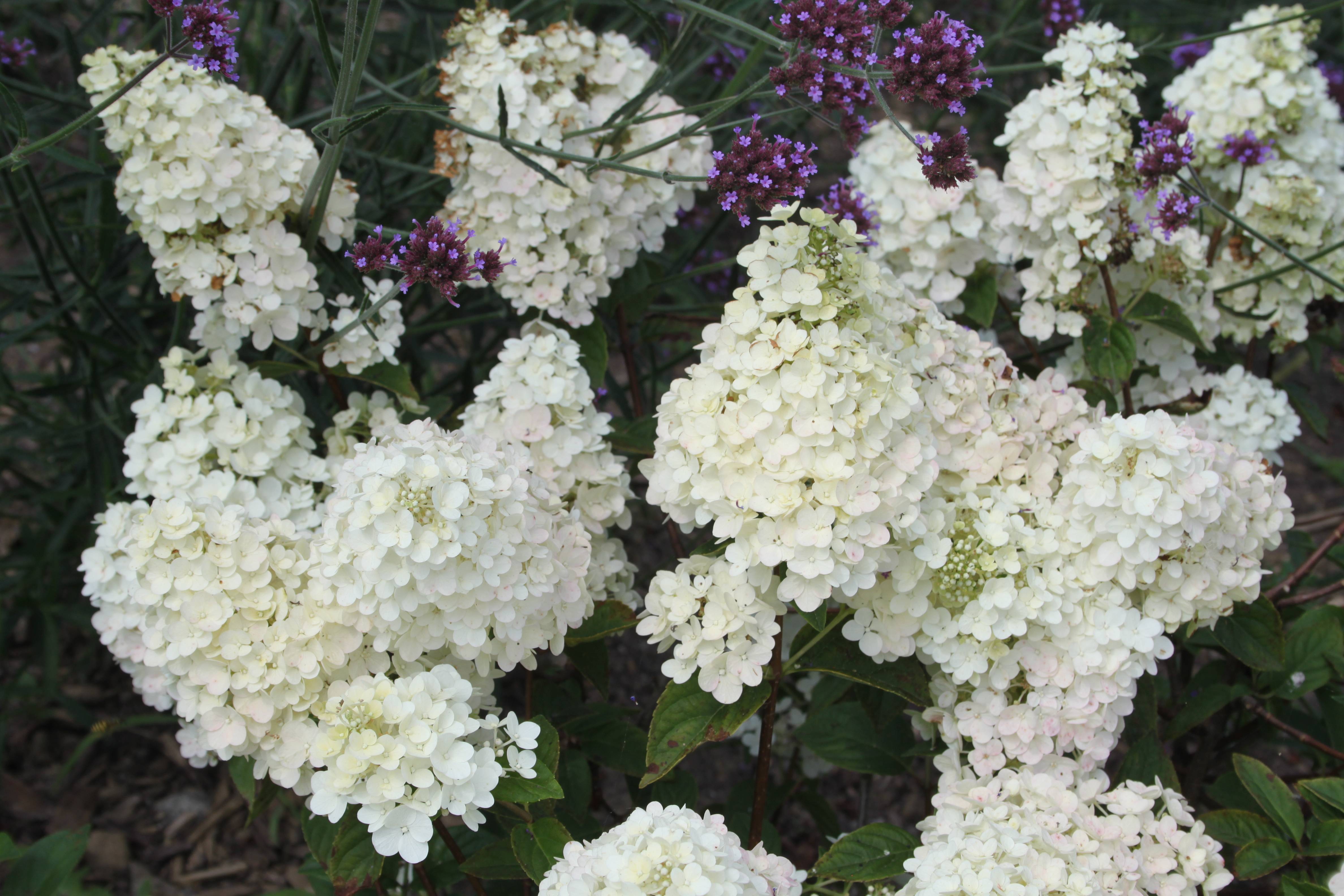 Hortensia paniculata Fraise Melba® - Image 2