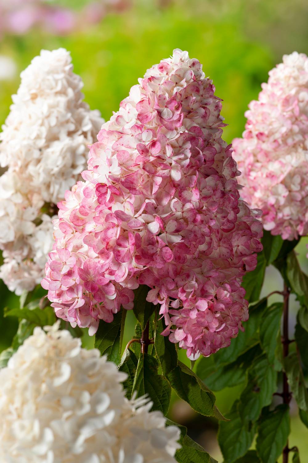 Hydrangea paniculata 'Vanille Fraise'® - Hortensia paniculé