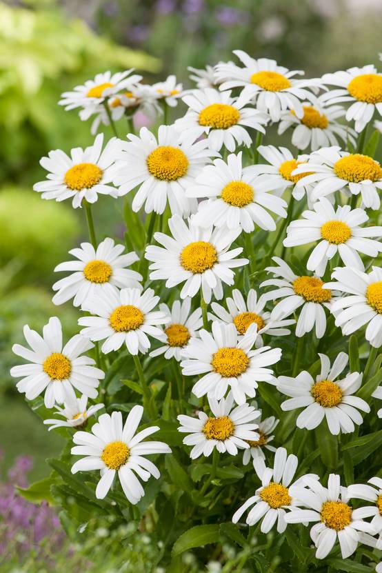 Leucanthemum 'Snow Lady' - Marguerite