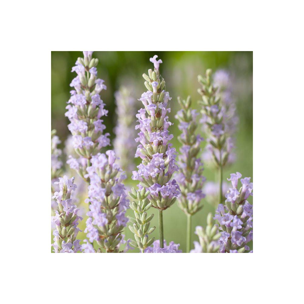 Lavandula intermedia 'Dutch' - Lavande - Image 2