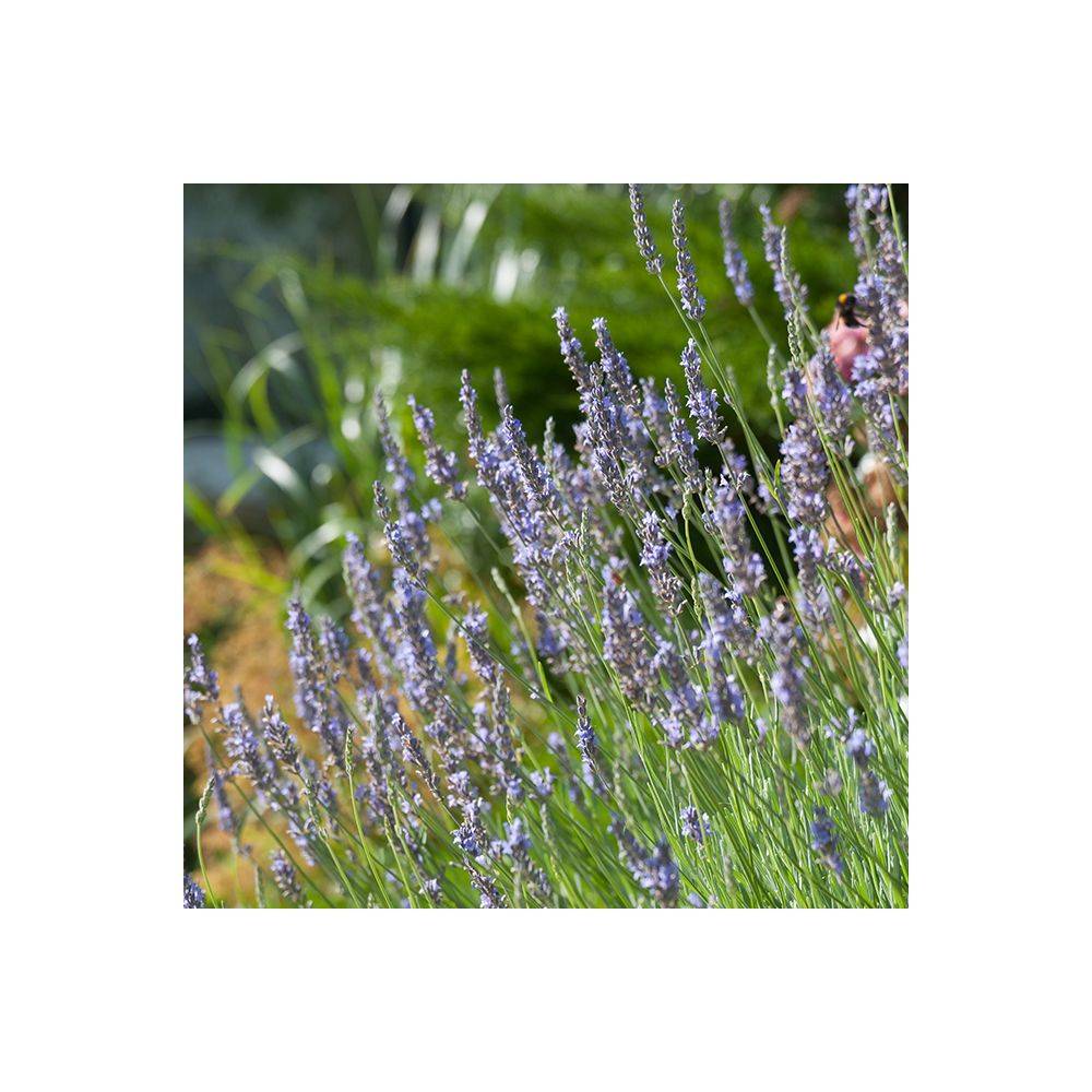 Lavandula intermedia 'Dutch' - Lavande - Image 1