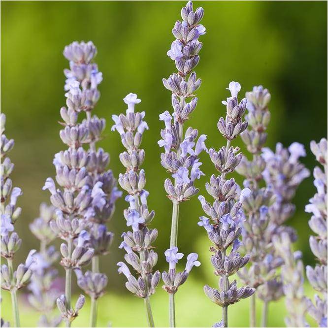 Lavandula intermedia 'Dutch' - Lavande - Image 5