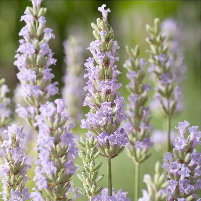 Lavandula intermedia 'Dutch' - Lavande - Image 4
