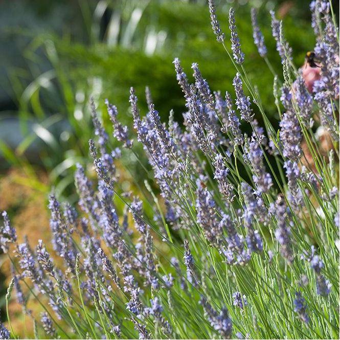 Lavandula intermedia 'Dutch' - Lavande - Image 6