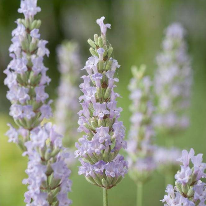 Lavandula intermedia 'Dutch' - Lavande - Image 3