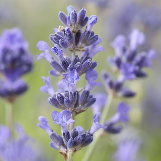 Lavandula angustifolia 'Munstead' - Lavande - Image 7