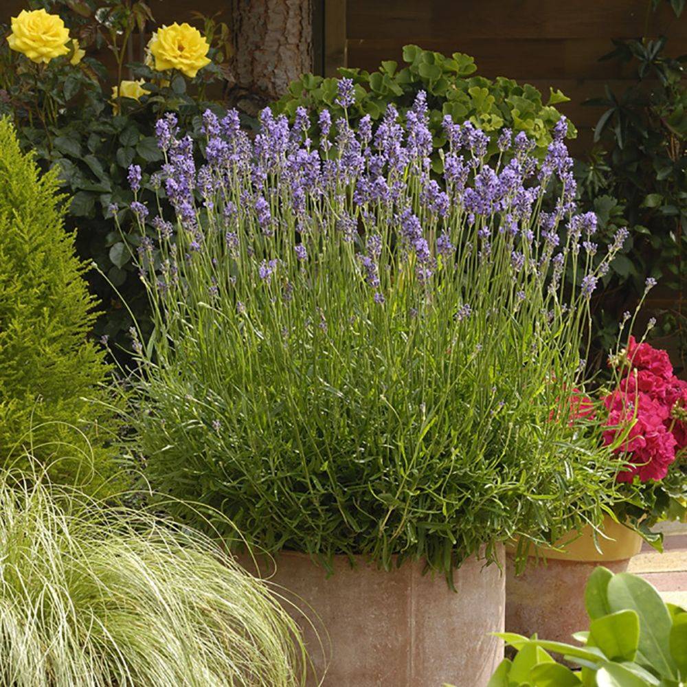 Lavandula angustifolia 'Munstead' - Lavande - Image 4