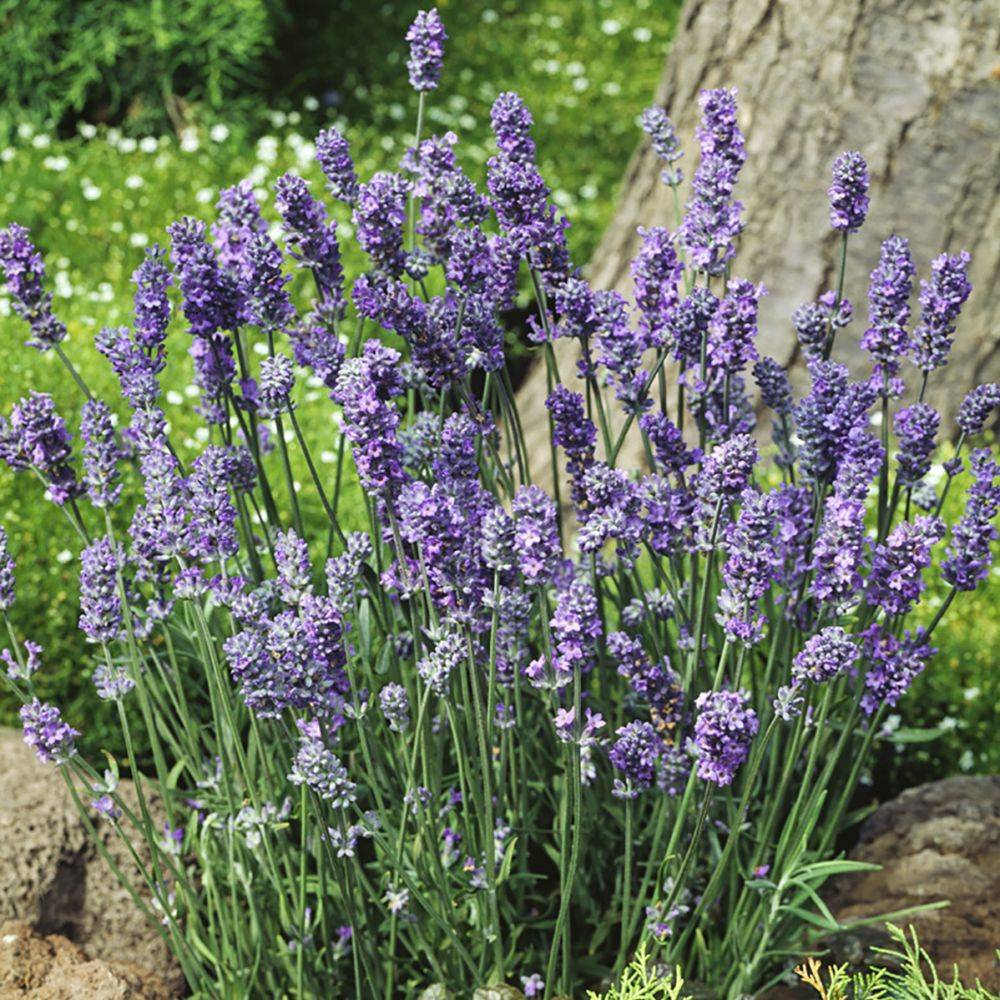 Lavandula angustifolia 'Munstead' - Lavande - Image 8