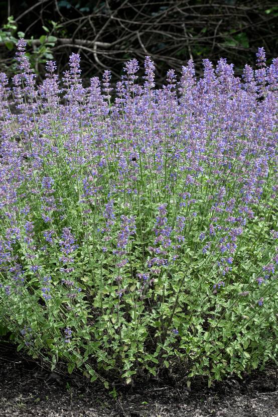 Nepeta faassenii 'Six Hills Giant' - Théma: les mellifères - Menthe à chat