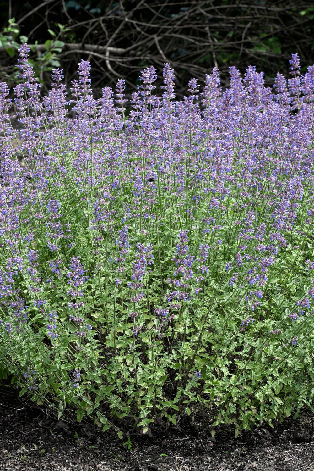 Nepeta faassenii 'Six Hills Giant' - Théma: les mellifères - Menthe à chat
