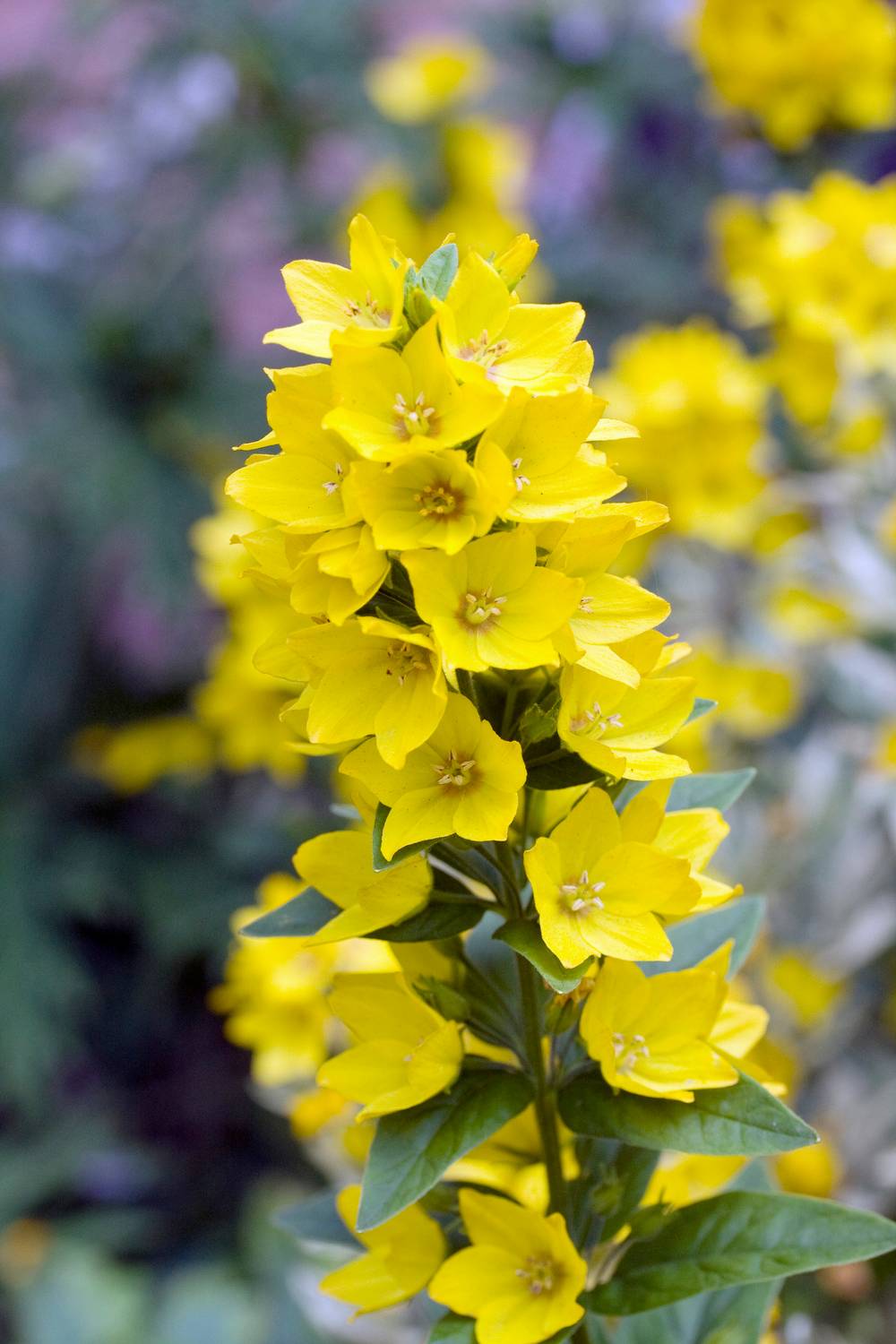 Lysimachia punctata - Lysimaque