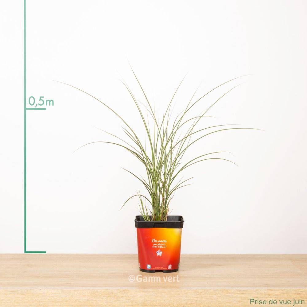 Miscanthus sinensis 'Morning Light' - Graminée Roseau de Chine