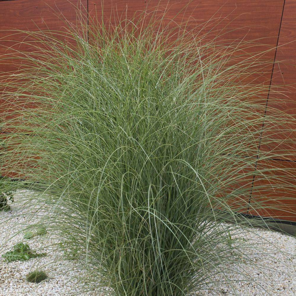 Miscanthus sinensis 'Morning Light' - Graminée Roseau de Chine - Image 4