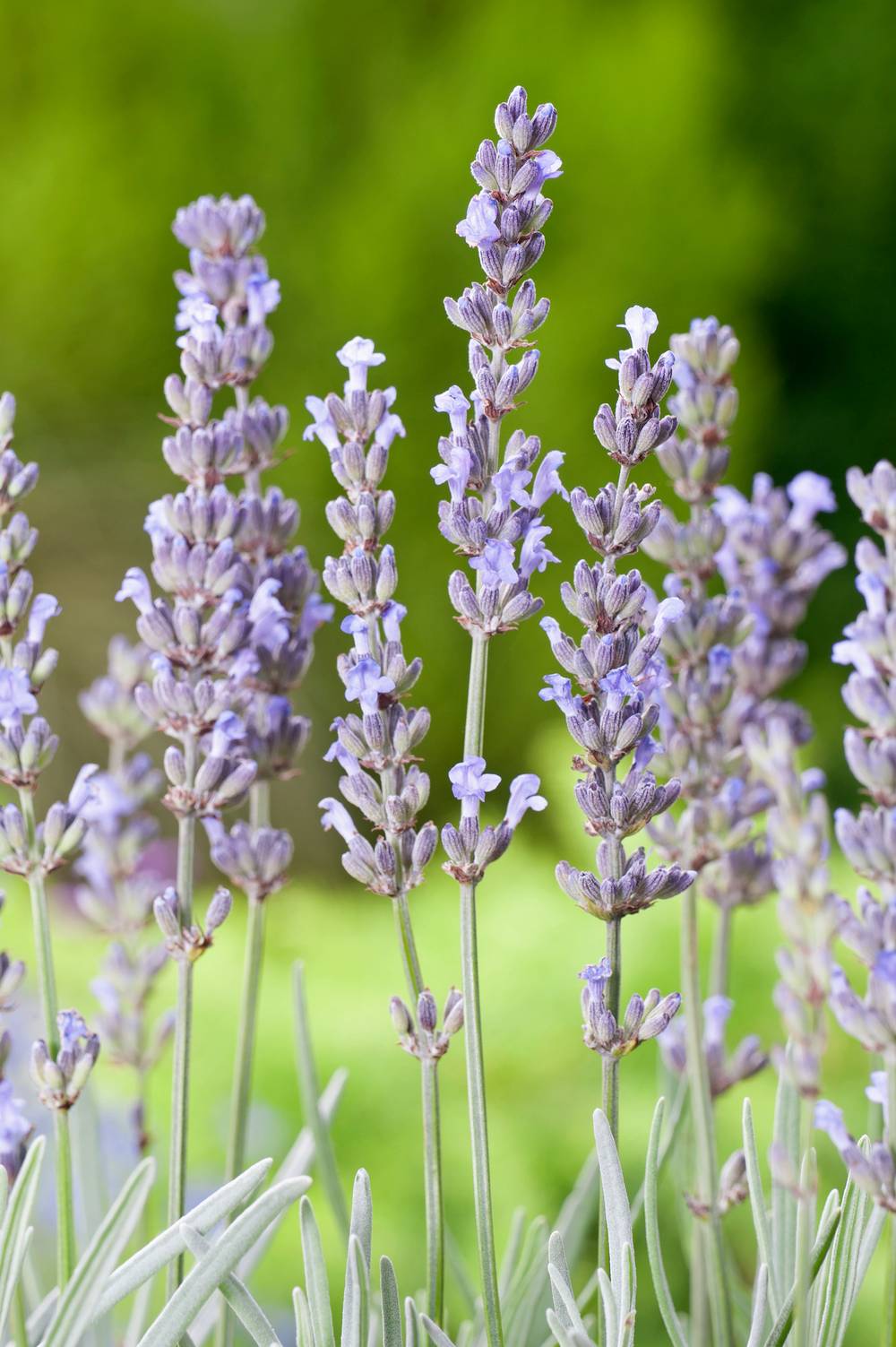 Lavandula intermedia 'Dutch' - Lavande
