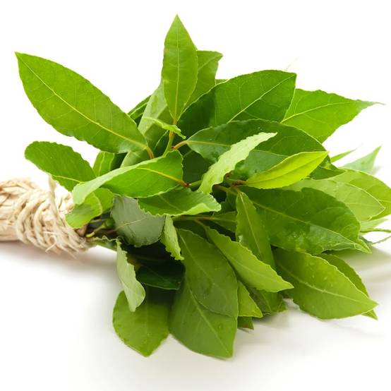 Laurier sauce - Prêt à consommer - Image 7