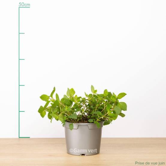 Menthe citron - Prêt à consommer - Image 4