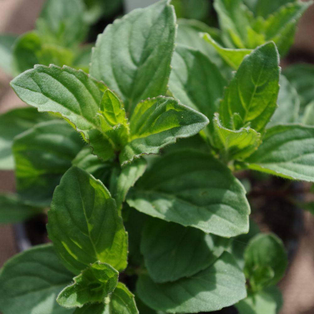 Menthe citron - Prêt à consommer - Image 6
