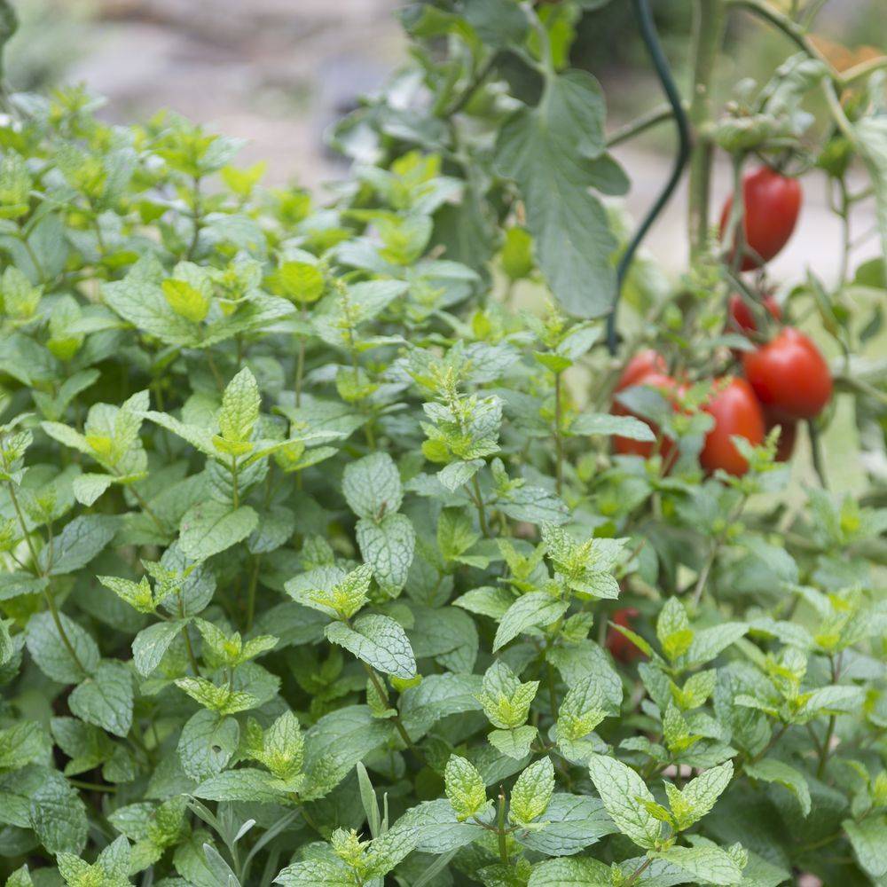 Menthe citron - Prêt à consommer - Image 5