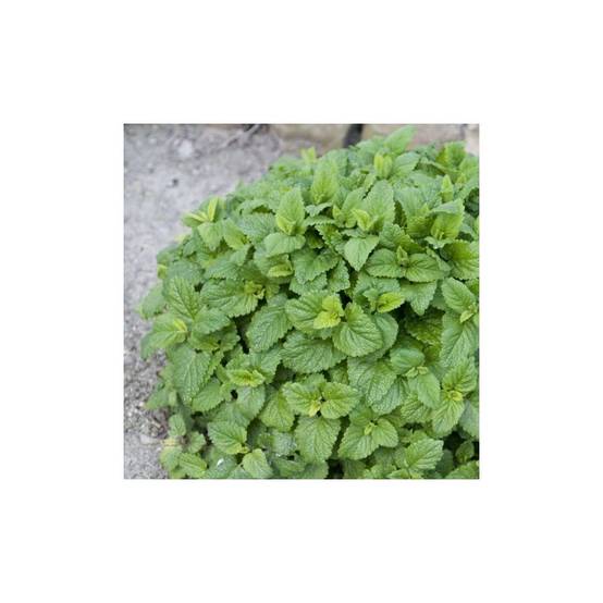 Mélisse citronnelle - Prêt à consommer - Image 1