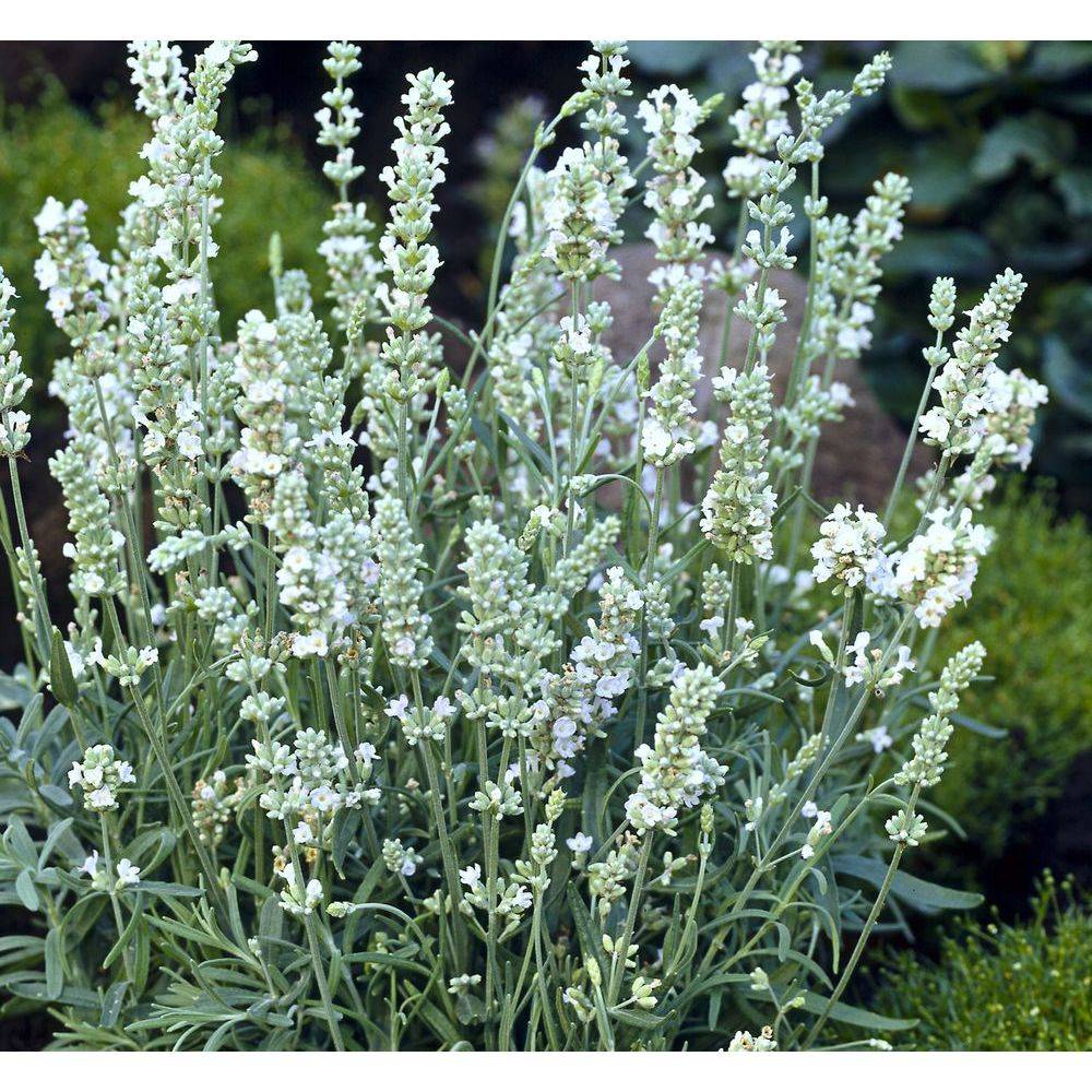 Lavandula x intermedia 'Edelweiss' - Lavande
