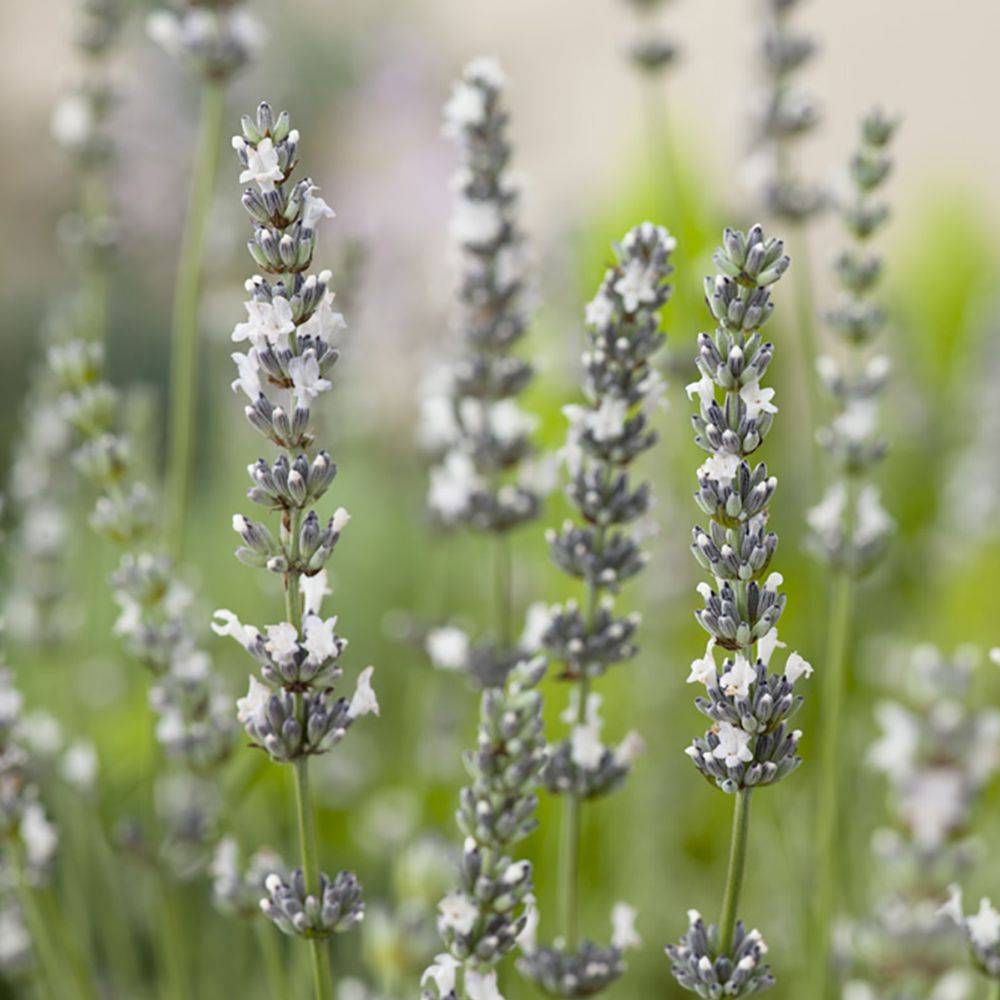 Lavandula x intermedia 'Edelweiss' - Lavande - Image 5
