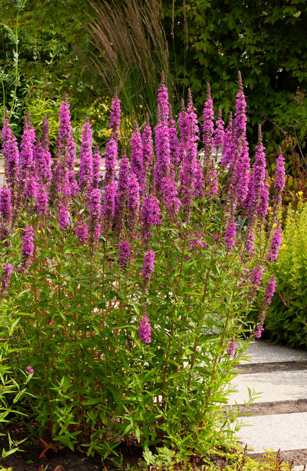 Lythrum salicaria - Salicaire