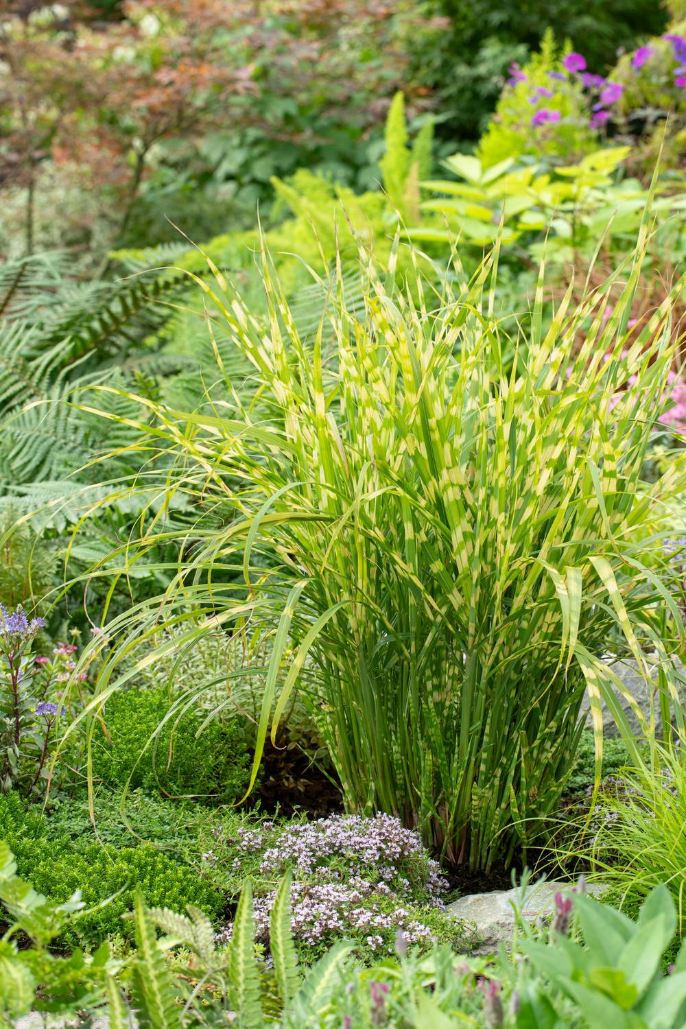 MISCANTHUS sinensis 'Gold Breeze' en pot de 4 litres