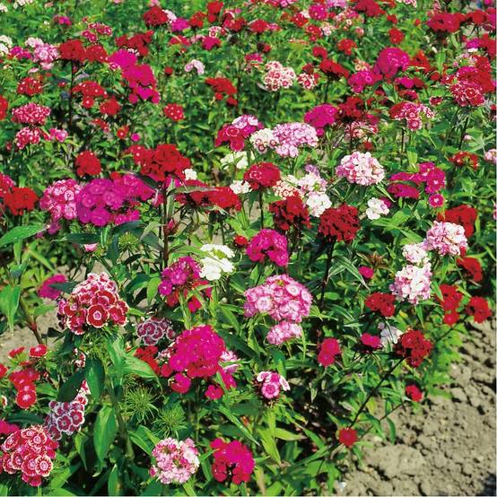 Oeillet de poète Barbarini - Dianthus barbatus - Image 1