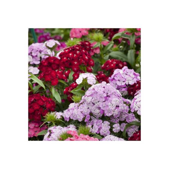 Oeillet de poète Barbarini - Dianthus barbatus - Image 4