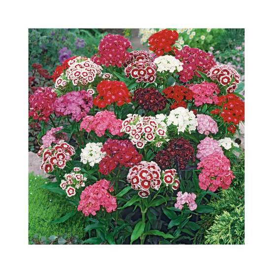 Oeillet de poète Barbarini - Dianthus barbatus - Image 6