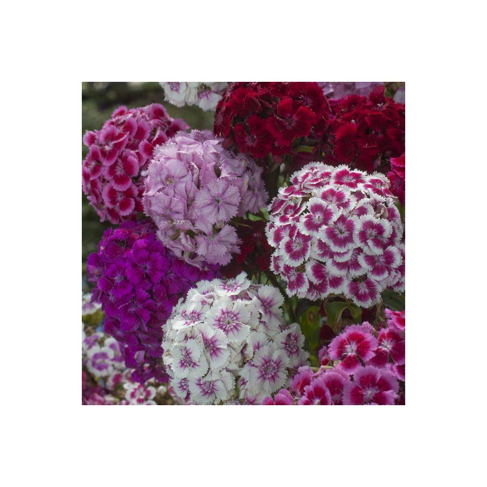 Oeillet de poète Barbarini - Dianthus barbatus - Imagen 5