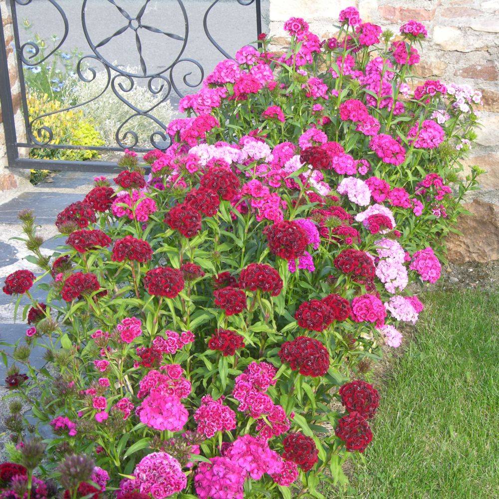 Oeillet de poète Barbarini - Dianthus barbatus - Imagen 2