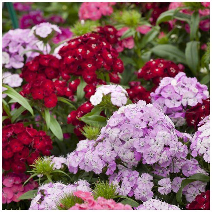Oeillet de poète Barbarini - Dianthus barbatus - Imagen 9
