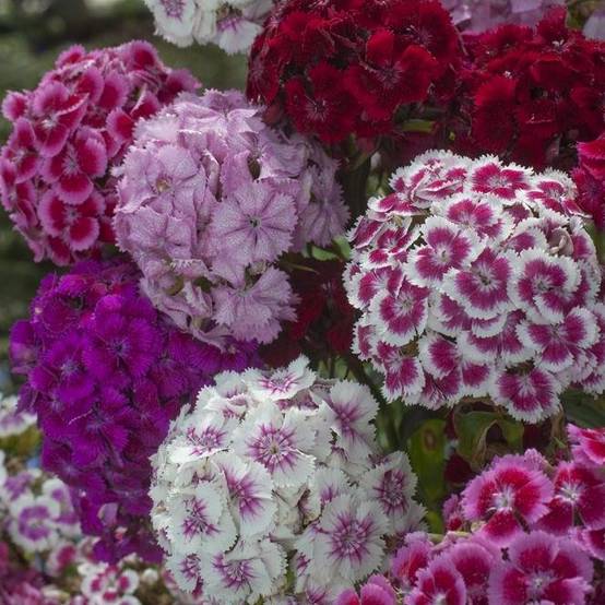 Oeillet de poète Barbarini - Dianthus barbatus - Image 12