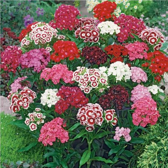 Oeillet de poète Barbarini - Dianthus barbatus - Image 8