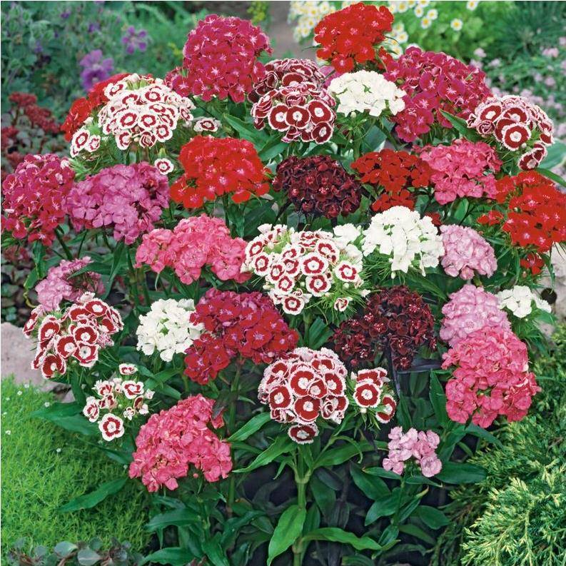 Oeillet de poète Barbarini - Dianthus barbatus - Imagen 8
