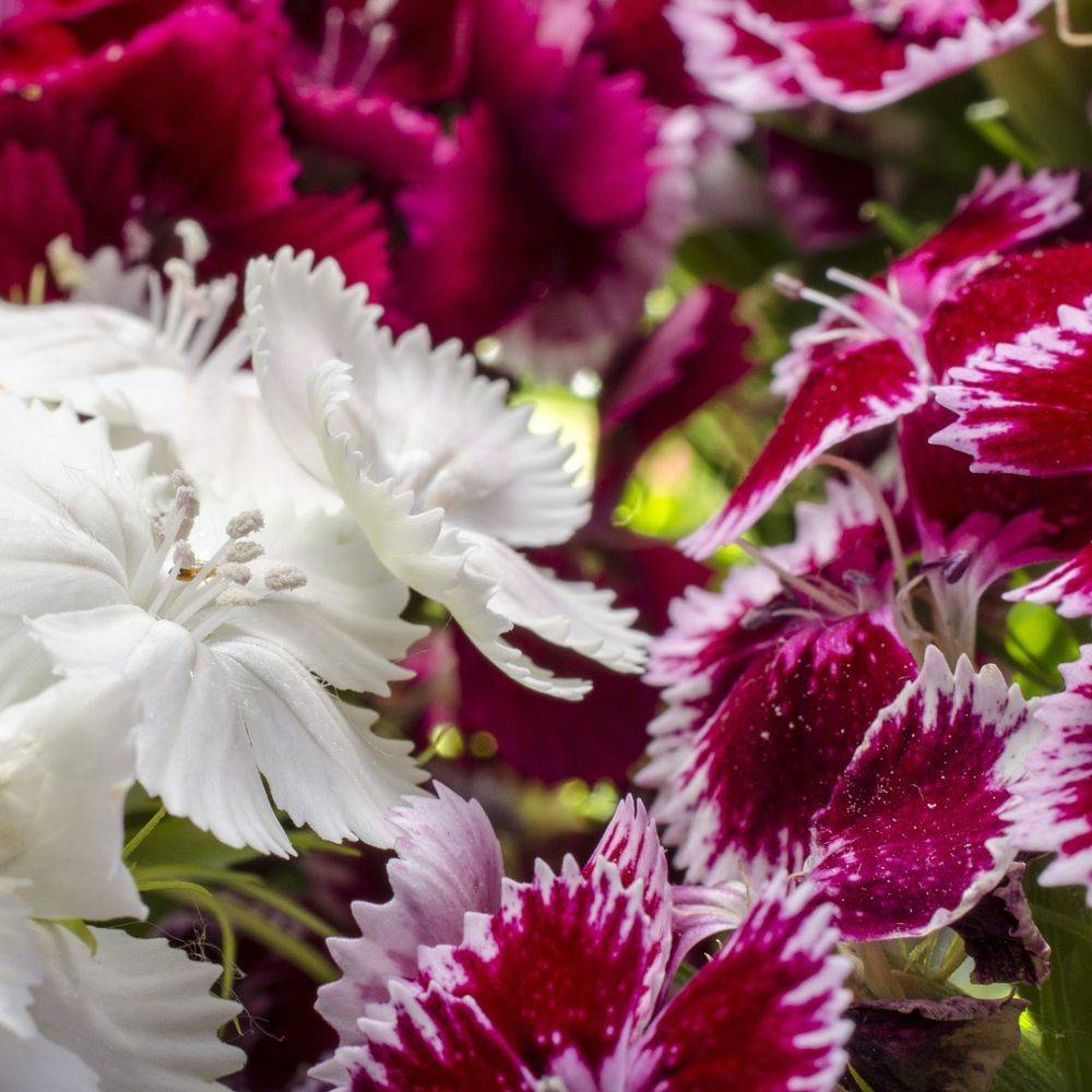 Oeillet de poète Barbarini - Dianthus barbatus - Imagen 10
