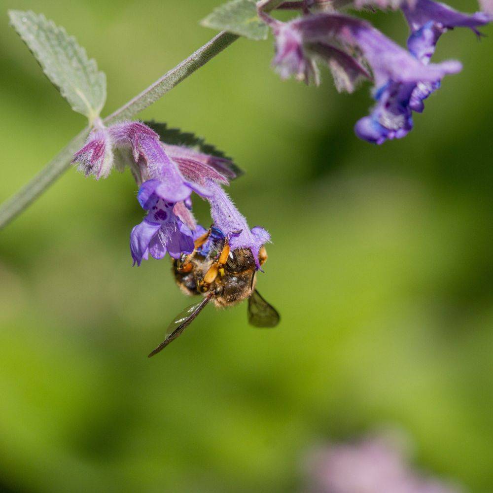 Nepeta mussinii - Menthe à chat