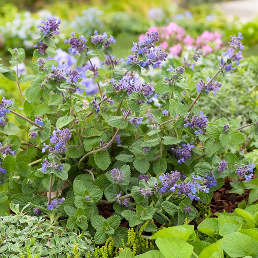 Nepeta mussinii - Menthe à chat - Image 6