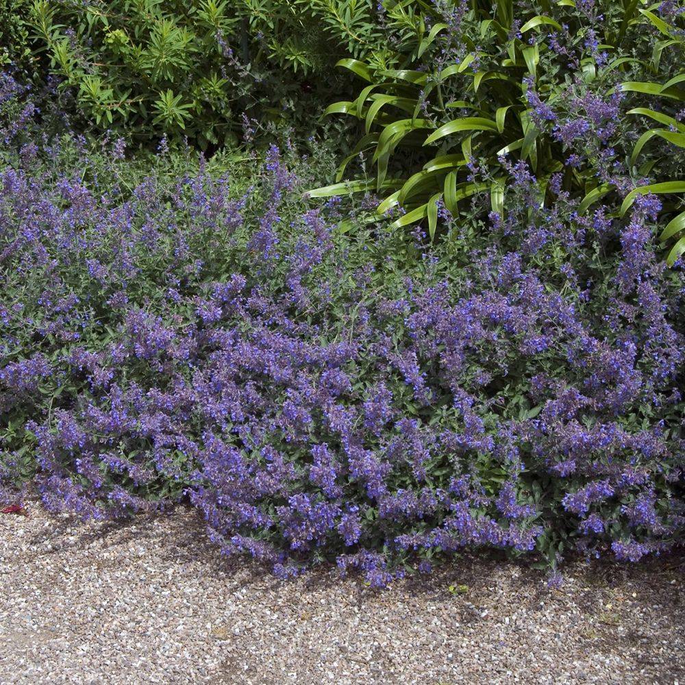 Nepeta mussinii - Menthe à chat - Image 12
