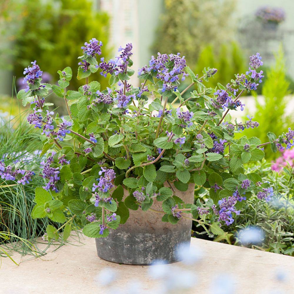 Nepeta mussinii - Menthe à chat - Image 8