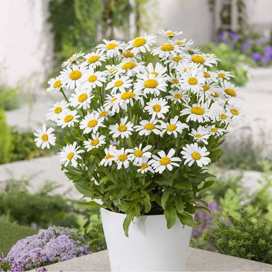 Leucanthemum 'Snow Lady' - Marguerite - Image 4