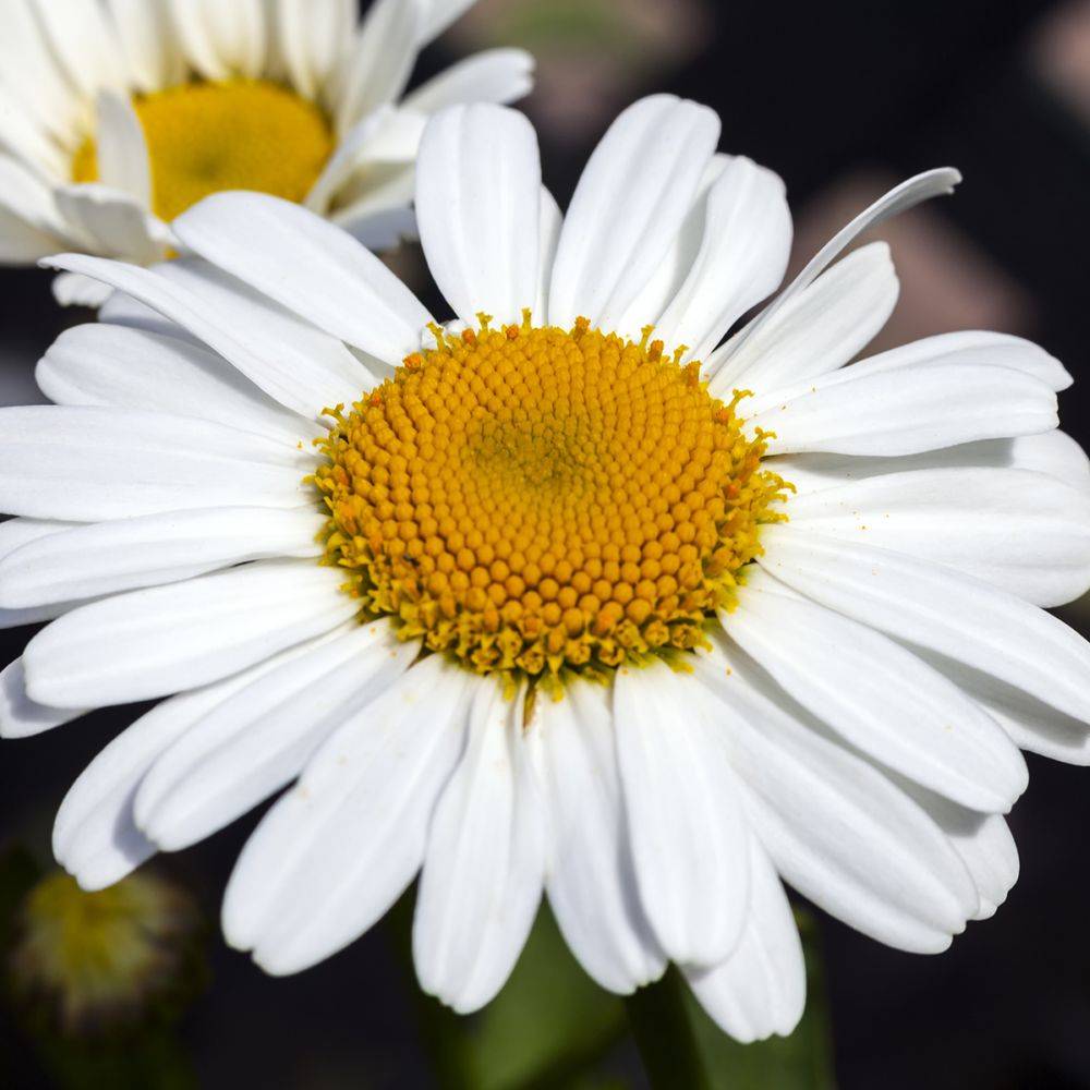 Leucanthemum 'Snow Lady' - Marguerite