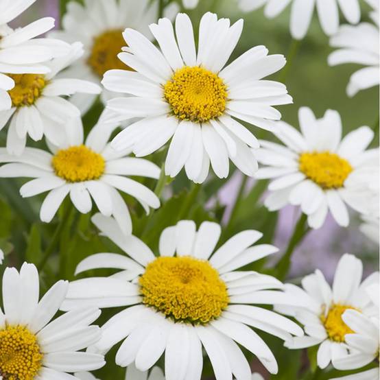 Leucanthemum 'Snow Lady' - Marguerite - Image 3