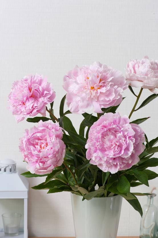Paeonia lactiflora 'Sarah Bernhardt' - ECLOZ - Pivoine herbacée