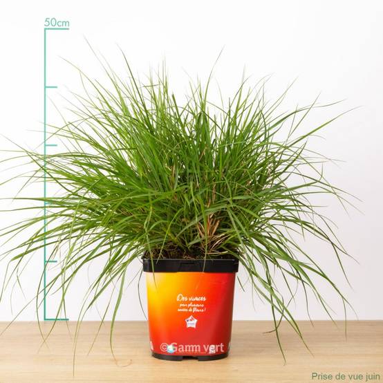 Pennisetum alopecuroides 'Little Bunny' - Graminée Herbe aux écouvillons - Image 13