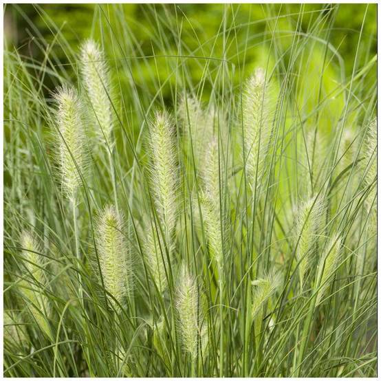 Pennisetum alopecuroides 'Little Bunny' - Graminée Herbe aux écouvillons - Image 15