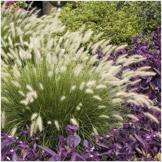 Pennisetum alopecuroides 'Little Bunny' - Graminée Herbe aux écouvillons - Image 12