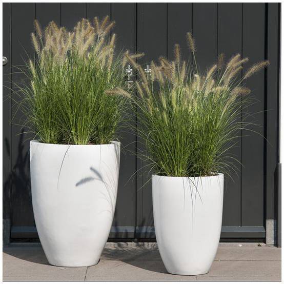 Pennisetum alopecuroides 'Little Bunny' - Graminée Herbe aux écouvillons - Image 14